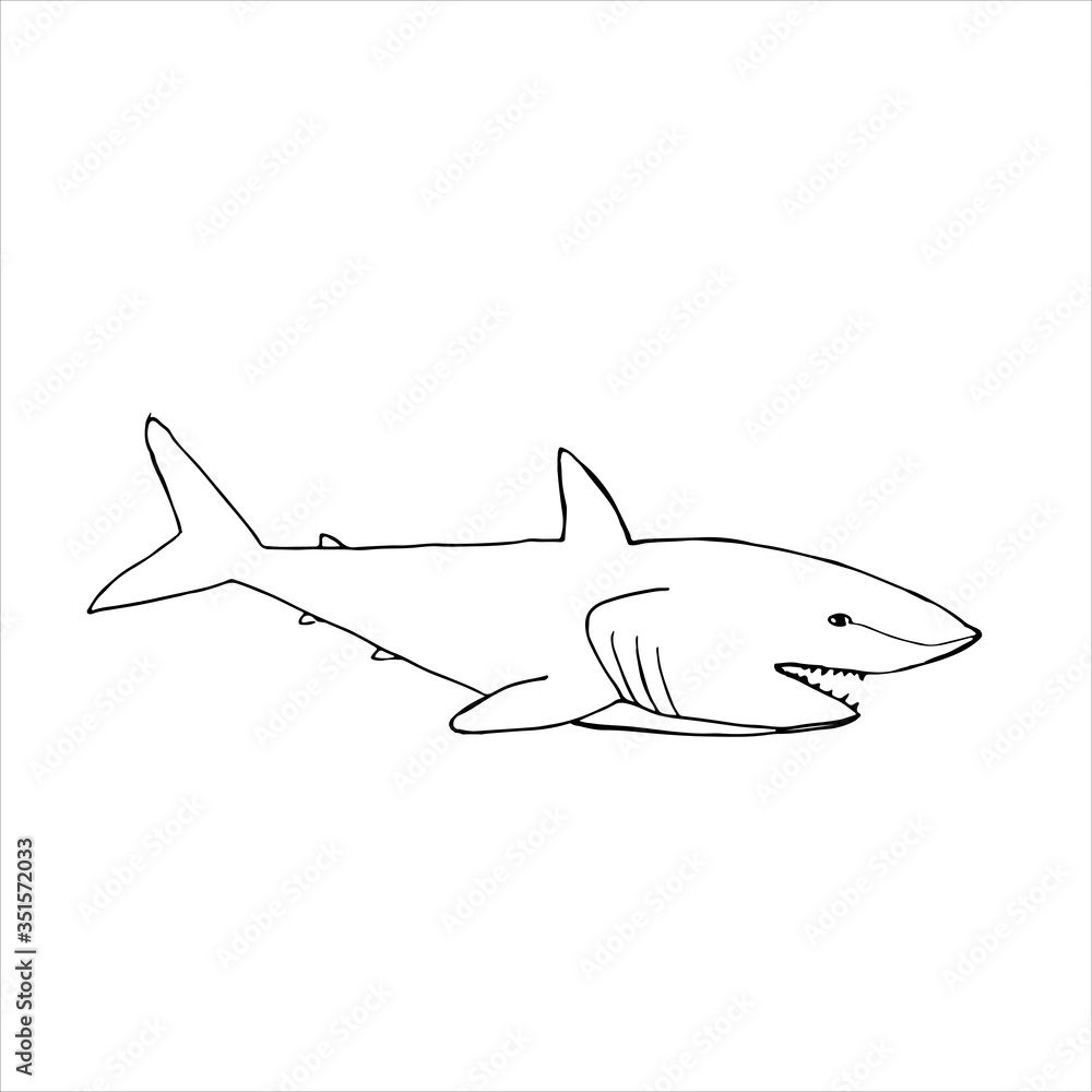Fototapeta premium shark vector illustration, dool style, isolated on a white background.
