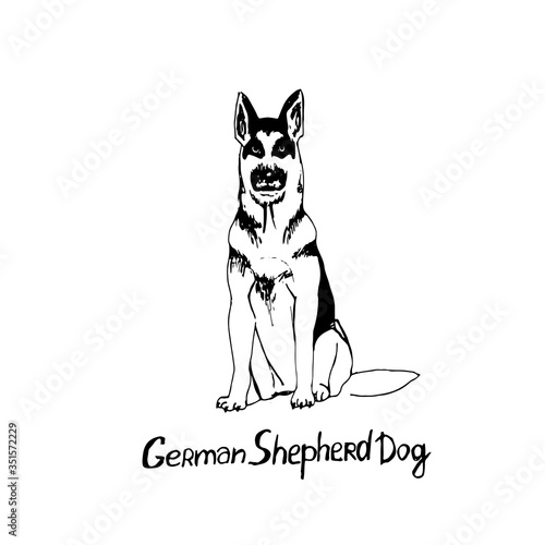 Thoroughbred dog Dachshun. The dog is a friend of manVector illustration in doodle style. Hand drawing. Isolate on a white background.