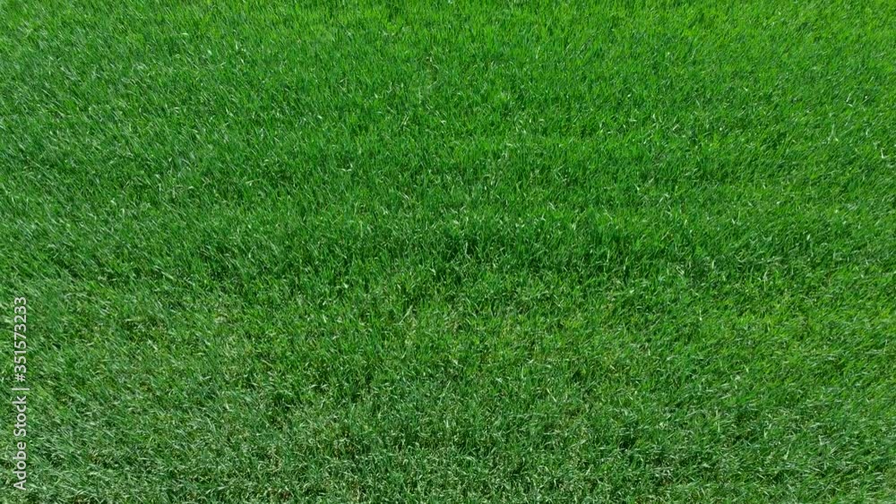 Field overgrown with green grass. Green background and texture. Top view on the shoots of young wheat. Farmland and agribusiness. agricultural industry.