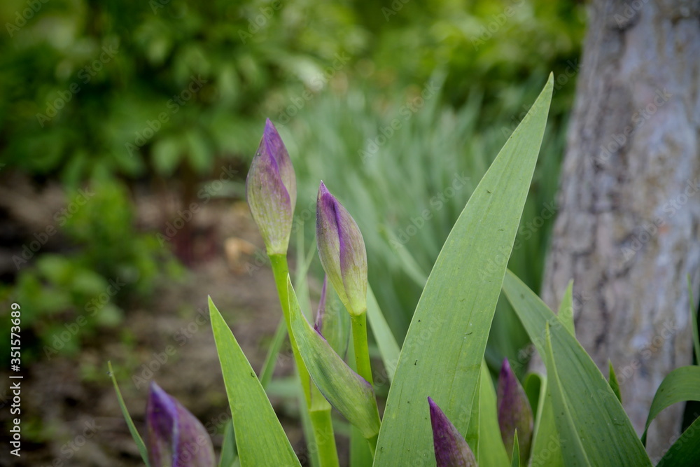 Obraz premium spring crocus flowers