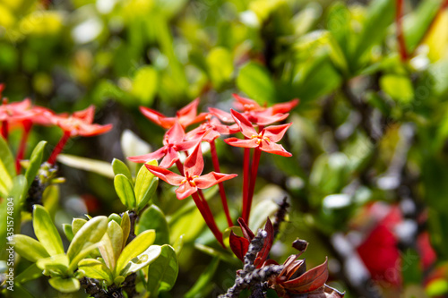 red and yellow flowers