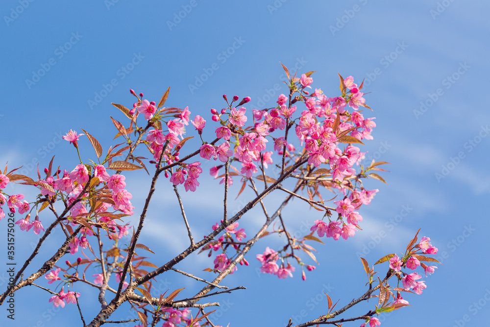 Branch of Prunus Kanzan cherry. Pink double flowers and green leaves in the blue sky background, close up. Prunus serrulata, flowering tree, called as Kwanzan, Sekiyama cherry, Japanese cherry, Sakura Branch of Prunus Kanzan cherry. Pink double flowers and green leaves in the blue sky background, close up. Prunus serrulata, flowering tree, called as Kwanzan, Sekiyama cherry, Japanese cherry, Sakura