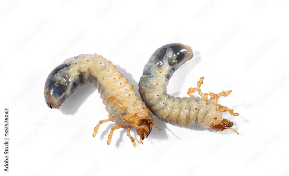 Two white chafer grub. Larva of the May beetle. Agricultural pest. Isolated on white background.