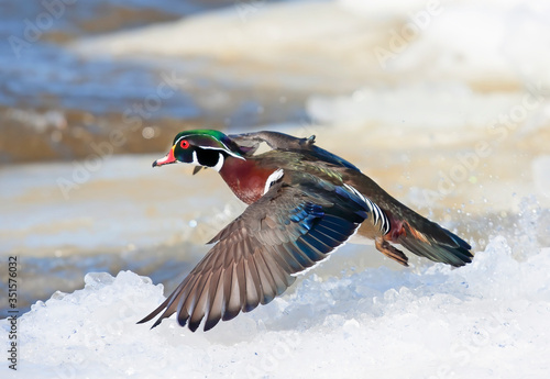 Canvas Print Wood duck male (Aix sponsa) with colourful wings taking flight over the winter s