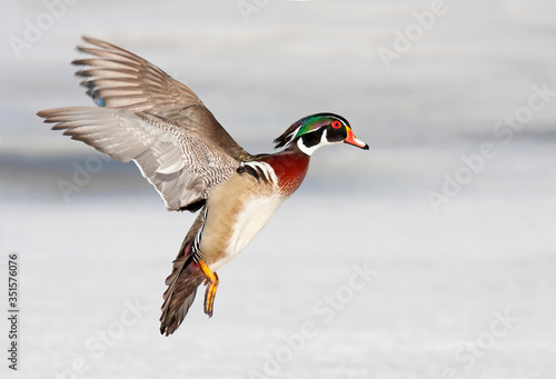 Wood duck male taking flight in winter in Ottawa, Canada