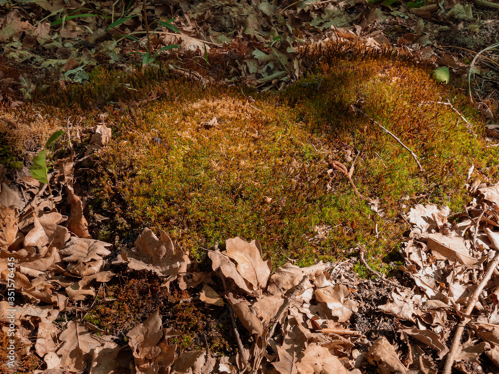 Obraz premium Moss in the forest and dry leaves