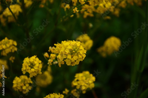 closeup view of mustard yellow flowers blooming in field