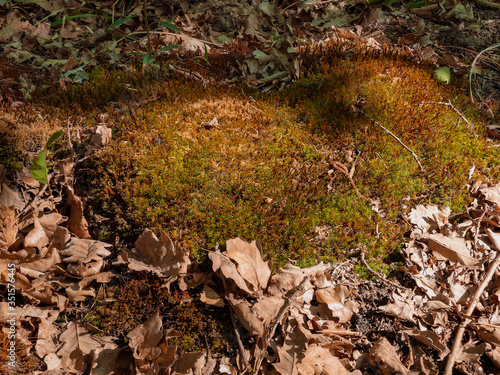 Moss in the forest and dry leaves