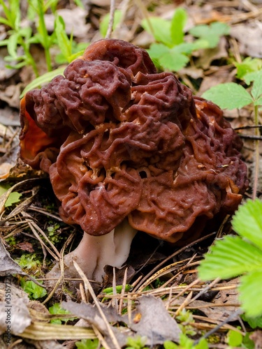 Morels - an edible mushroom growing in a forest in the grass. Spring mushrooms are harvested in the forest. Russian forest and mushrooms.