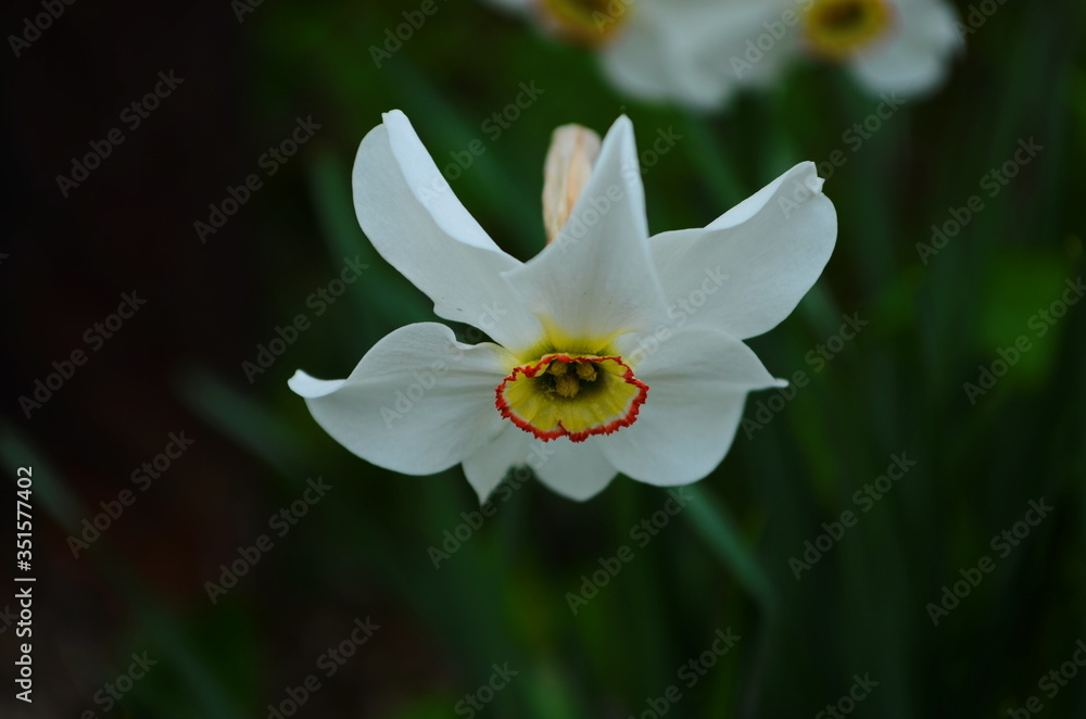 bright yellow daffodil flower in spring macro bright yellow daffodil flower in spring macro