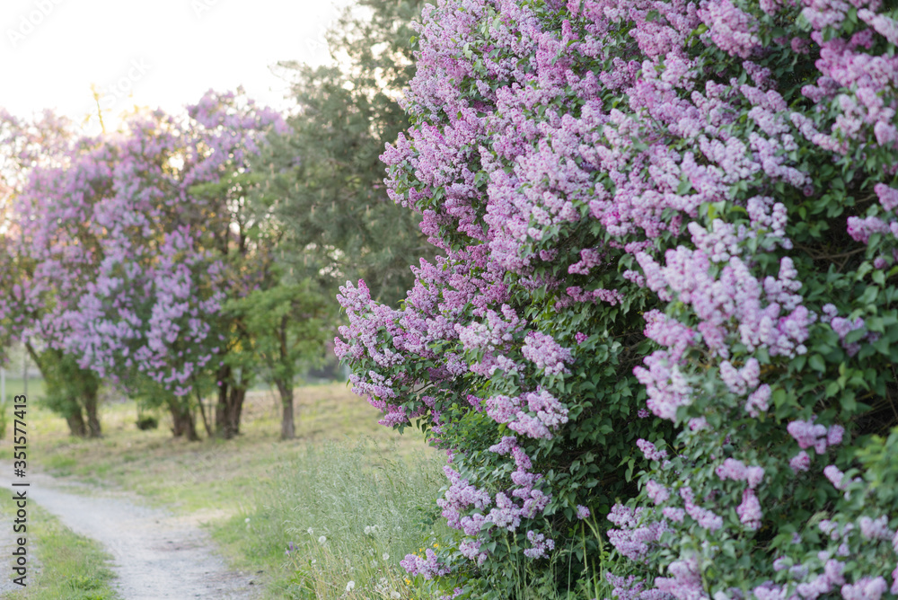Blooming purple lilac flowers in the countryside, peaceful spring sunset Blooming purple lilac flowers in the countryside, peaceful spring sunset