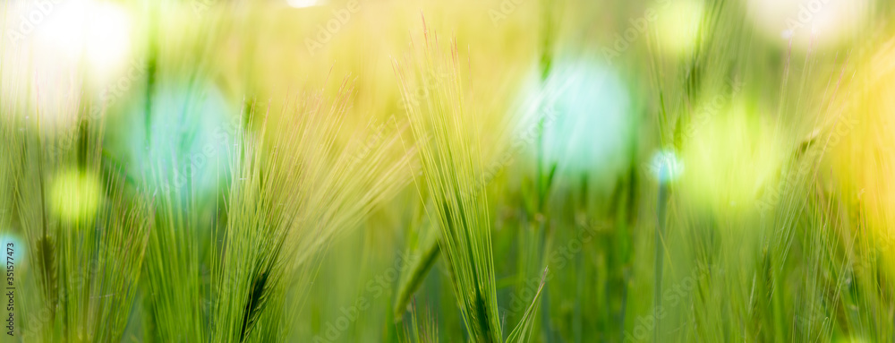 Abstract blurred nature background wheat field. Abstract nature bokeh pattern