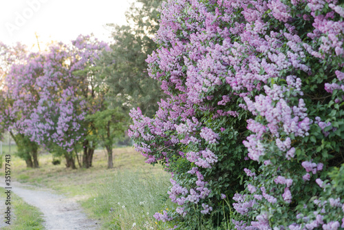 Blooming purple lilac flowers in the countryside, peaceful spring sunset