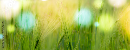 Abstract blurred nature background wheat field. Abstract nature bokeh pattern