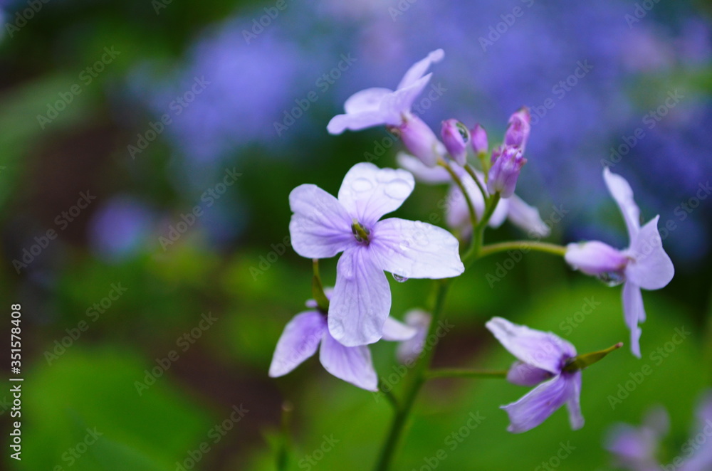 Blooming Dame's Rocket ( Hesperis matronalis ) close-up with violet blossoms in the garden