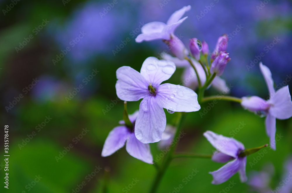 Blooming Dame's Rocket ( Hesperis matronalis ) close-up with violet blossoms in the garden
