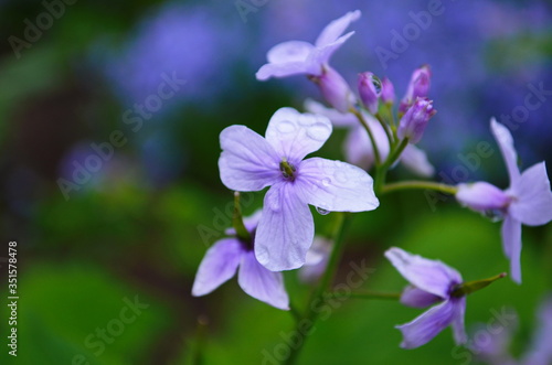 Blooming Dame s Rocket   Hesperis matronalis   close-up with violet blossoms in the garden