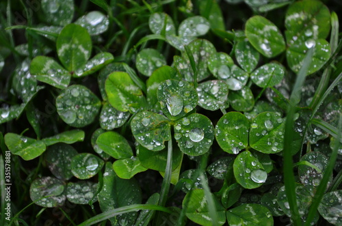 Macro shot of dew drops on a green clover background lit softly on an overcast day.