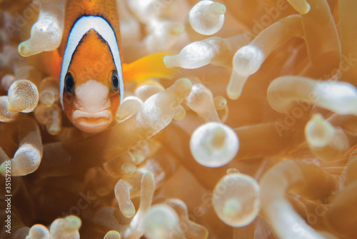 Clown Anemonefish, Amphiprion percula, swimming among the tentacles of its anemone home. Romblon, Anilao, Phillippines.