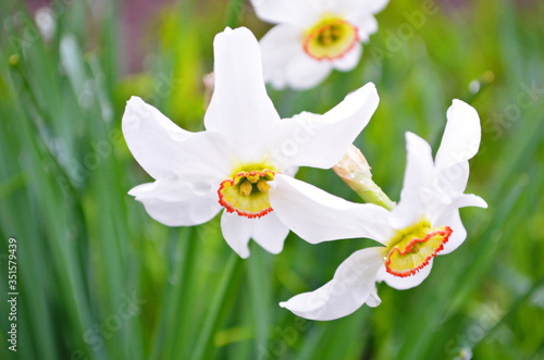White daffodil flower blooming in the spring. Daffodil or Narcissus, white trumpet flowers