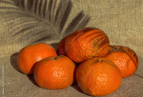 Large tangerines are on the background of burlap.