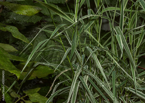 Raindrops are on the grass with white stripes.