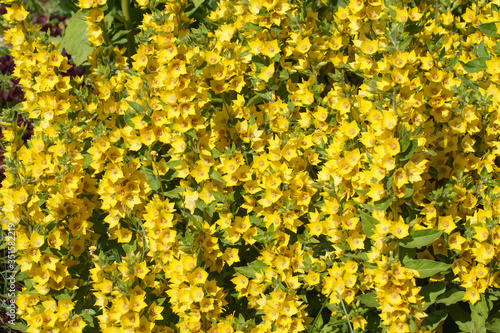 Fototapeta Naklejka Na Ścianę i Meble -  Background of yellow flowers of loosestrife