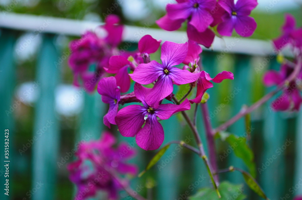 Blooming Dame's Rocket ( Hesperis matronalis ) close-up with violet blossoms in the garden Blooming Dame's Rocket ( Hesperis matronalis ) close-up with violet blossoms in the garden