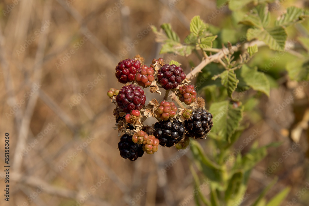 Blackberry on the bush Blackberry on the bush