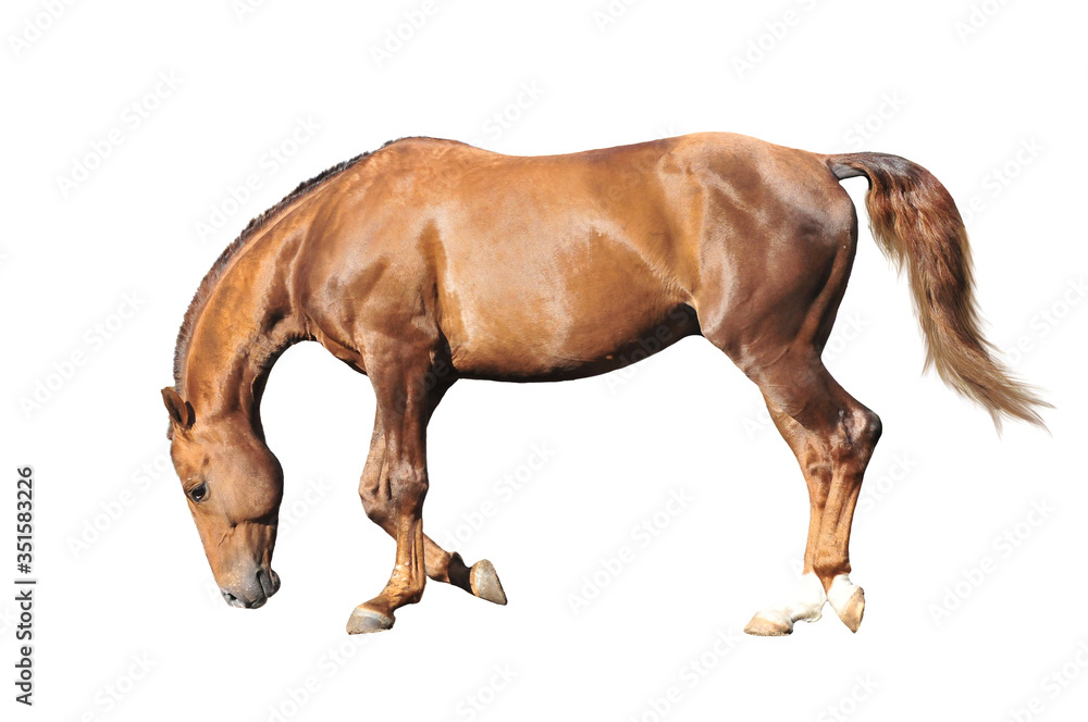 red horse isolated on the white background red horse isolated on the white background