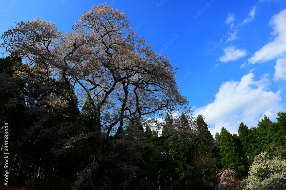 青空と種蒔き桜