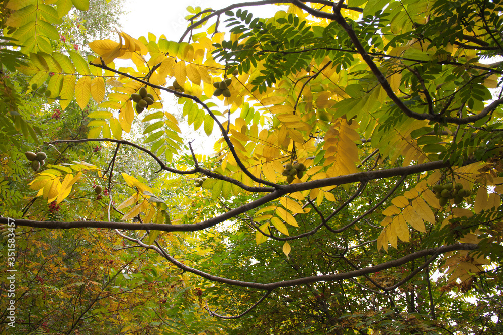Fototapeta premium Manchurian nut on a tree branch. Fruits on the tree. Autumn garden, park, forest. Harvest nuts. Autumn forest. Yellow and green leaves on a branch.