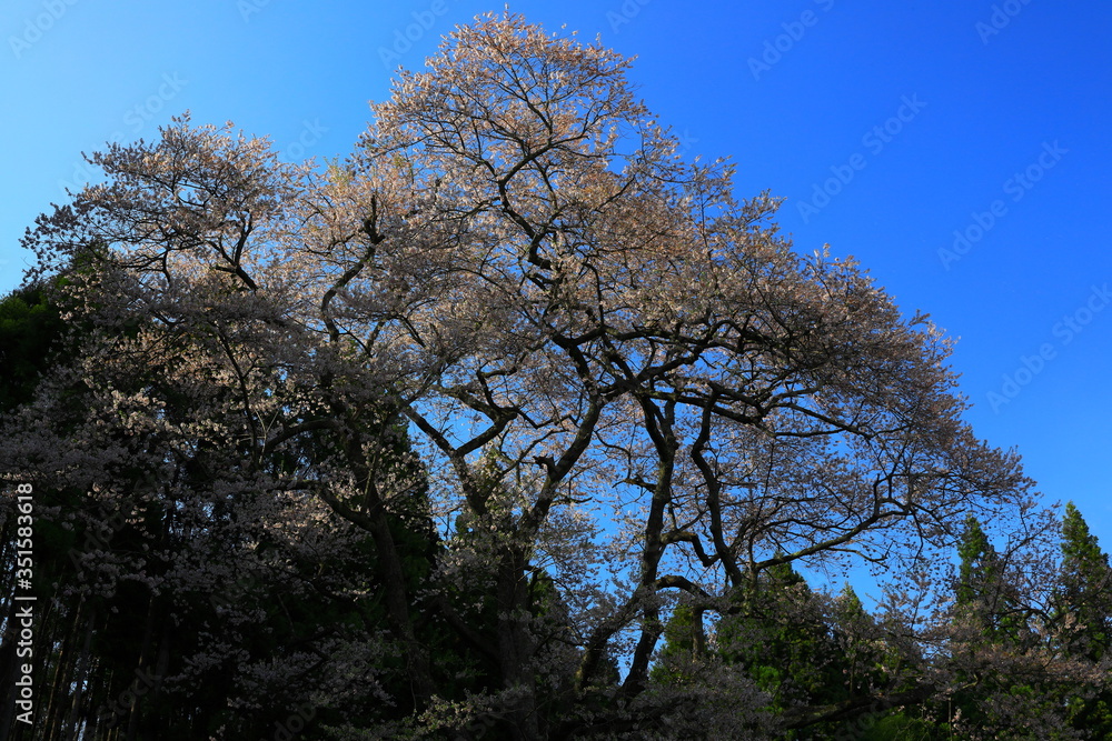 青空と種蒔き桜