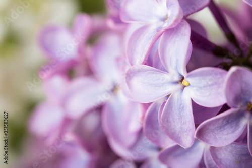 Lilac flowers close up. Floral background