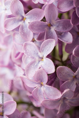 Lilac flowers close up. Floral background © Ruslan Mitin