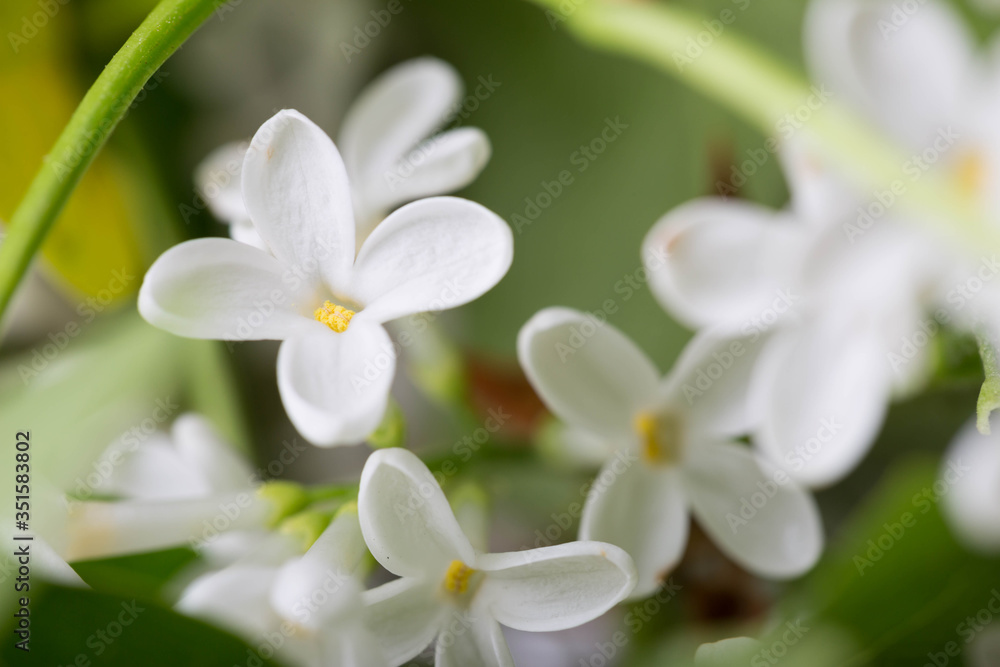 Lilac flowers close up. Floral background Lilac flowers close up. Floral background
