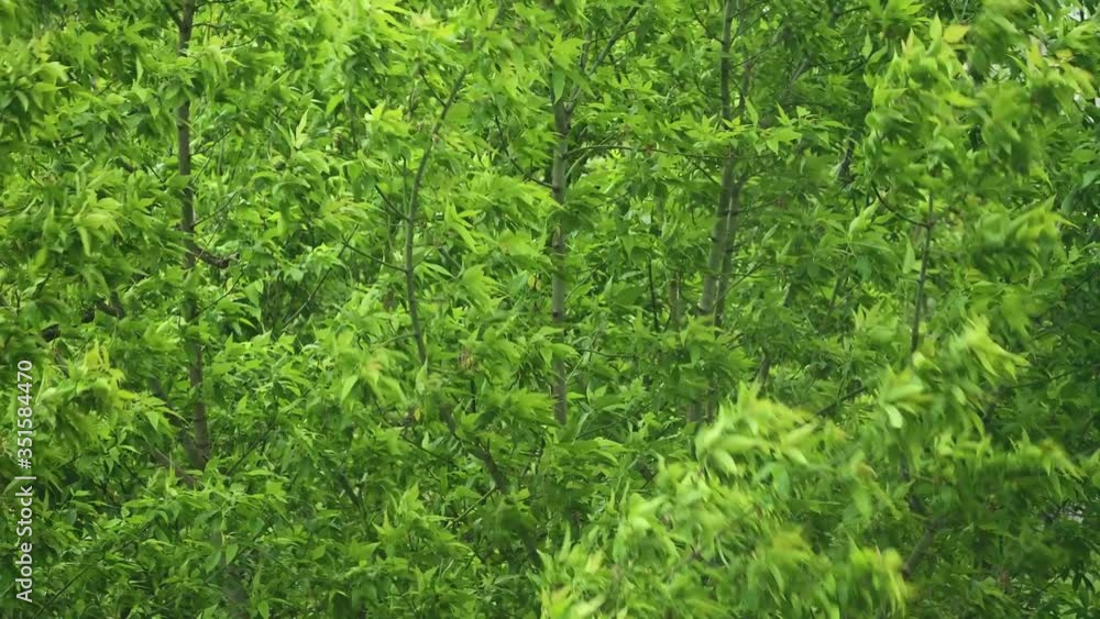 Strong wind sways tree branches and leaves, stormy weather. 4K video footage. Strong wind sways tree branches and leaves, stormy weather. 4K video footage.