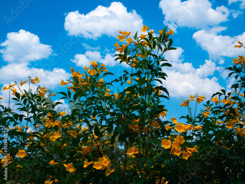 a beautiful flowers