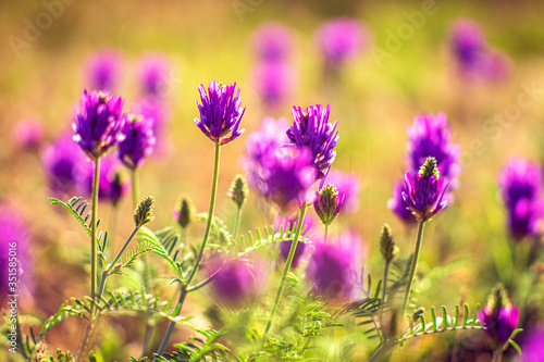 meadow clover purple flowers growing in a sunny field