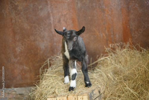 A young funny kid with long ears is standing in the hay. A small black kid with white stripes and spots