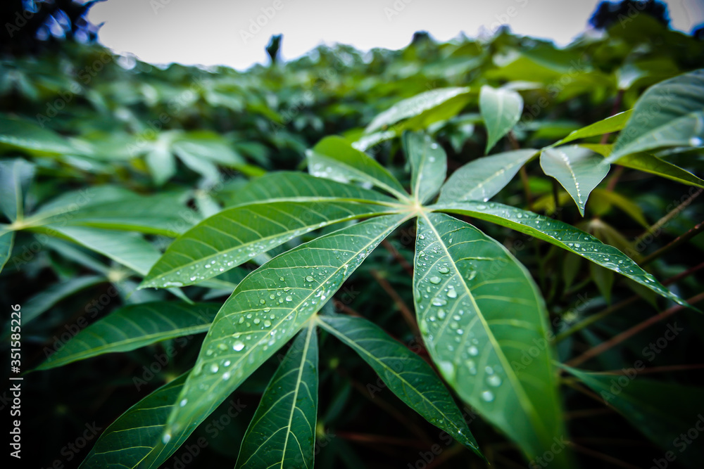 Dew drops on cassava leaves in the morning Dew drops on cassava leaves in the morning