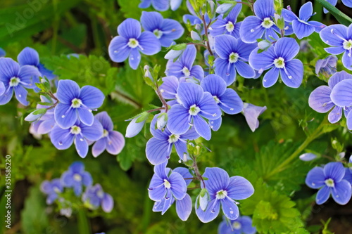 Violet wild flowers known as grey field speedwell or creeping speedwell, sicentific name Veronica polita photo