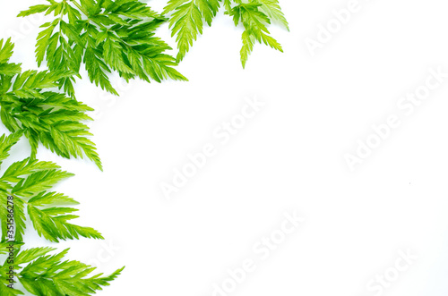 Green fern-like leaves lie on a white background to the left. Place for text, inscriptions, light background with greenery, summer, beauty, decoration. Green ornament