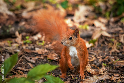 Red squirrel in the forest. A forest animal seen up close. A pet with a red tail and large eyes in the spring forest between the trees.