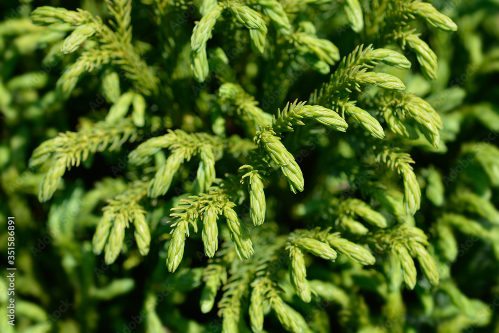 Fototapeta premium Japanese cedar Globosa Nana