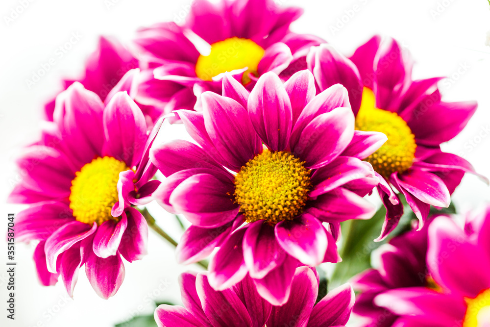 chrysanthemums, petals, flora, beauty, bouquet, interior, gift, grass, house chrysanthemums, petals, flora, beauty, bouquet, interior, gift, grass, house