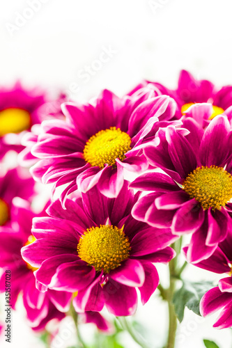 chrysanthemums, petals, flora, beauty, bouquet, interior, gift, grass, house
