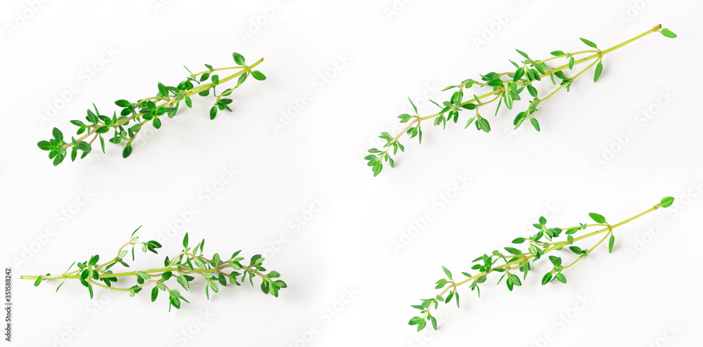 sprig of thyme isolated on white background sprig of thyme isolated on white background