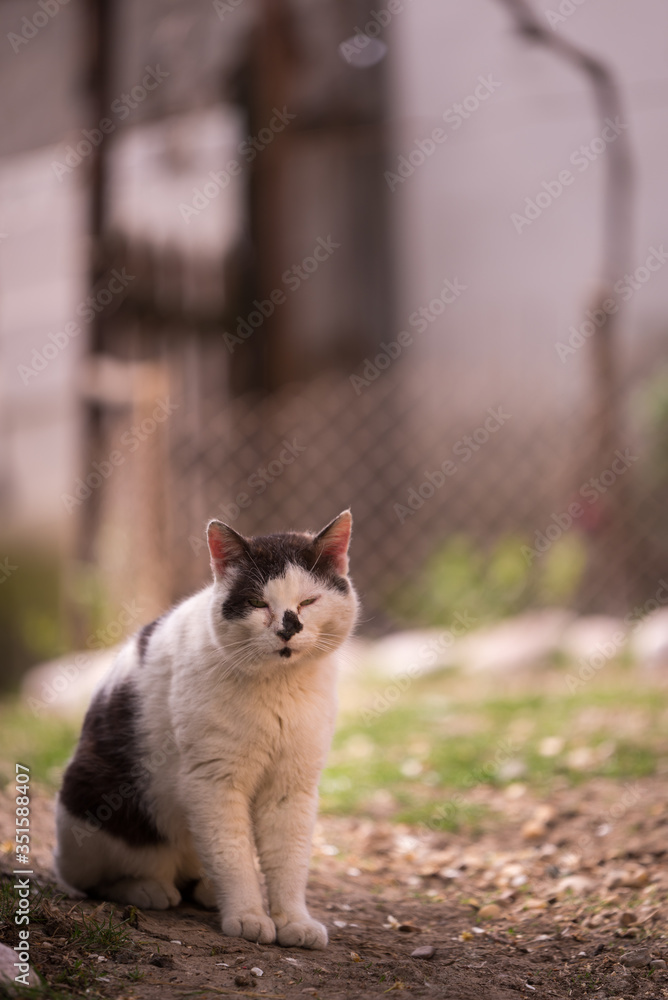 Cat sitting in the yard in spring season in a sunny day