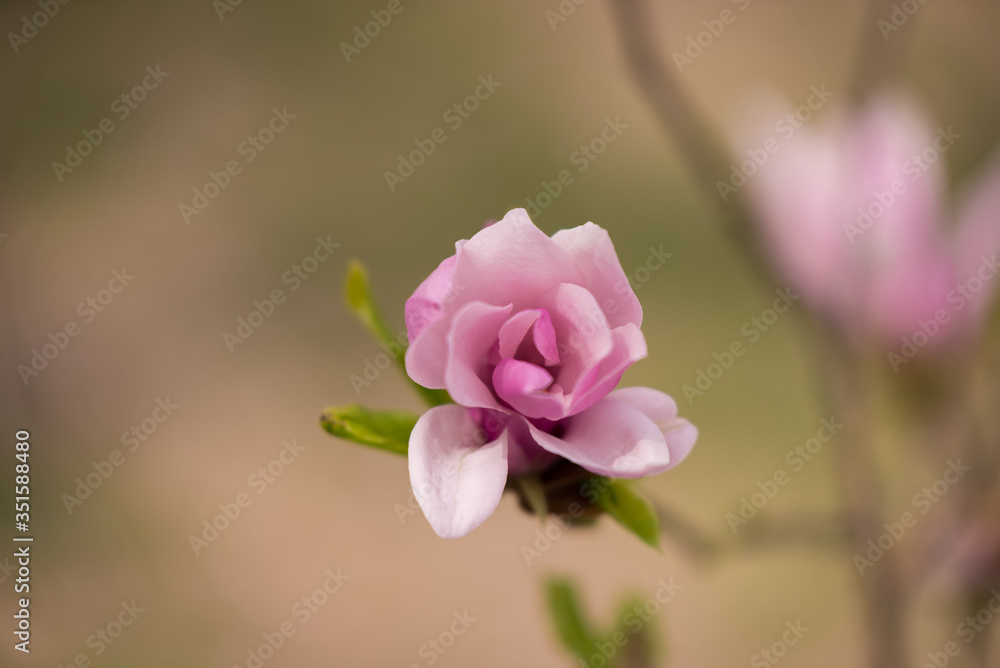 Fototapeta premium Magnolia flower blooming in spring season